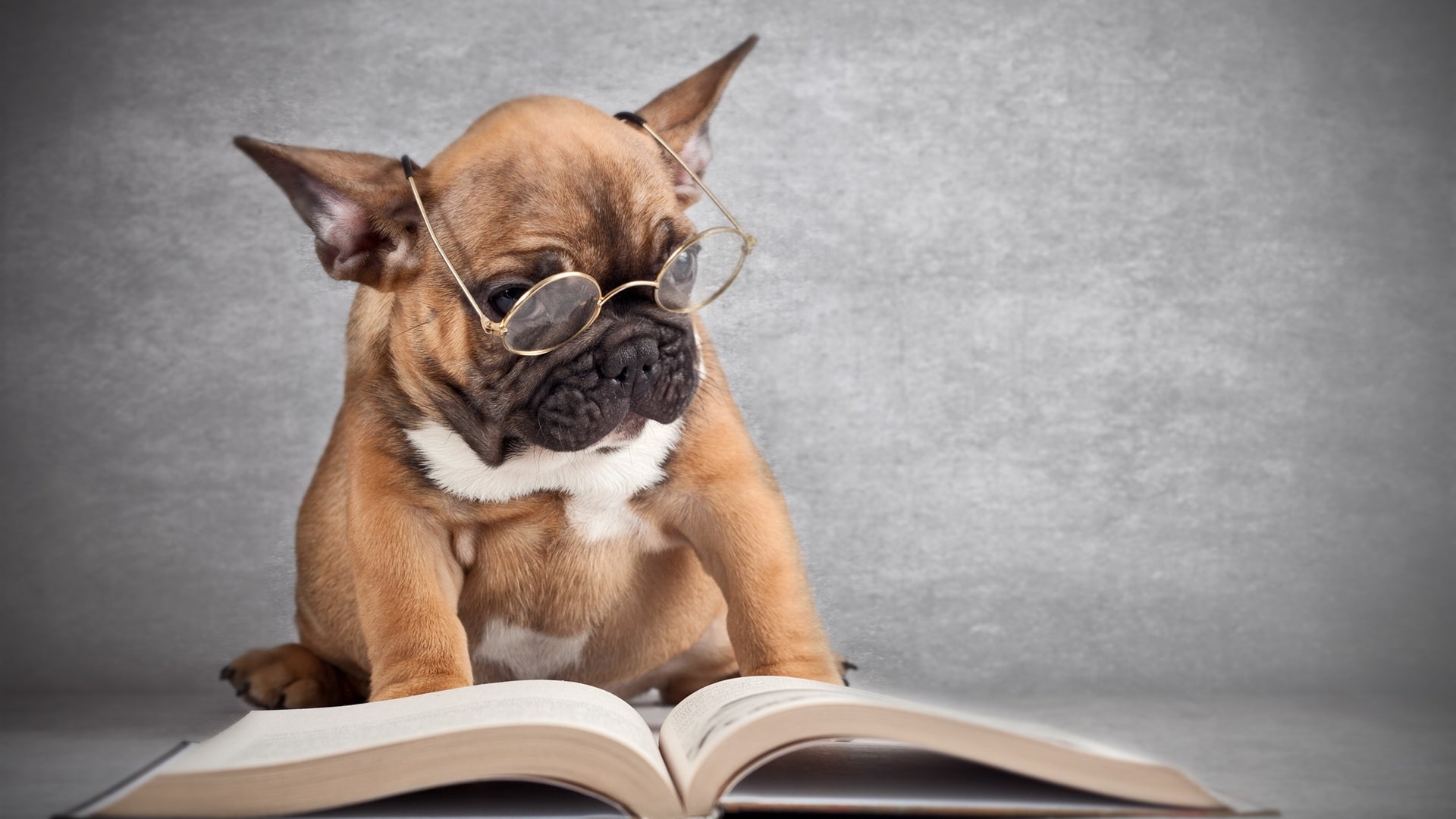 6787062-dog-with-glasses-wallpaper